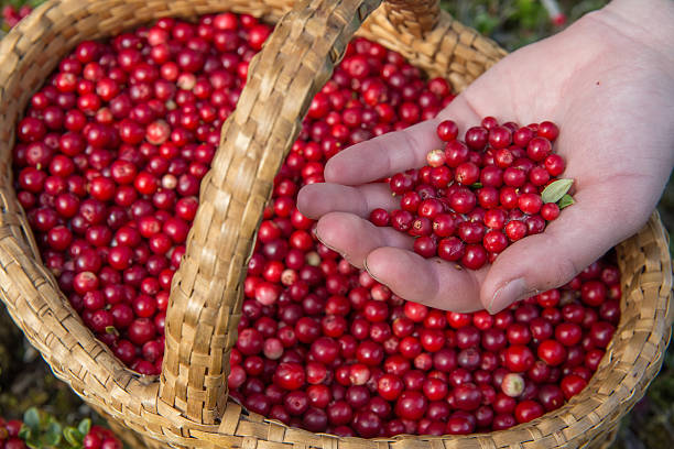 istock lingonberry berries in a basket 2209143523