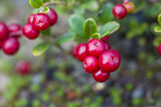 Closeup of cranberries with shallow depth of field. Defocused background. Selective focus on the foreground.
