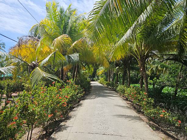 istock A narrow concrete path stretches through a lush, tropical landscape with many palm trees and flowering bushes under a partly cloudy sky in Mekong Delta Vietnam. 2209144107