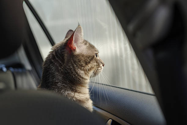 istock Cat riding in a car 2209146966