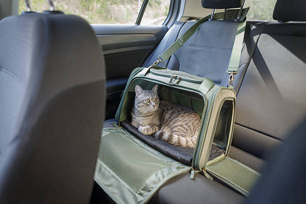 istock Tabby cat in pet carrier riding in a car 2209146971