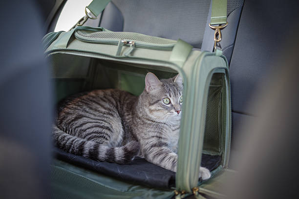 istock Tabby cat in pet carrier riding in a car 2209147072