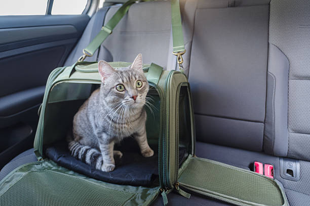 istock Tabby cat in pet carrier riding in a car 2209147073
