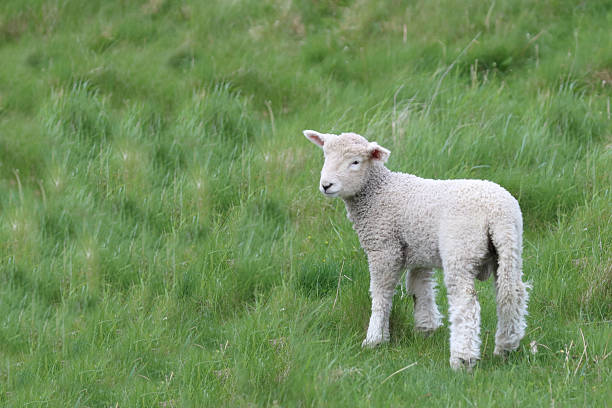 istock Romneyschaf / Romney sheep / Ovis 2209147426