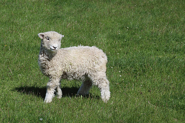 istock Romneyschaf / Romney sheep / Ovis 2209148150