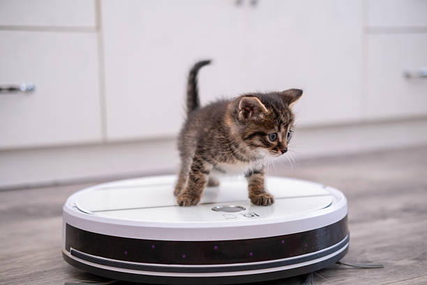 istock Little kitten rides on a vacuum cleaner 2209148801