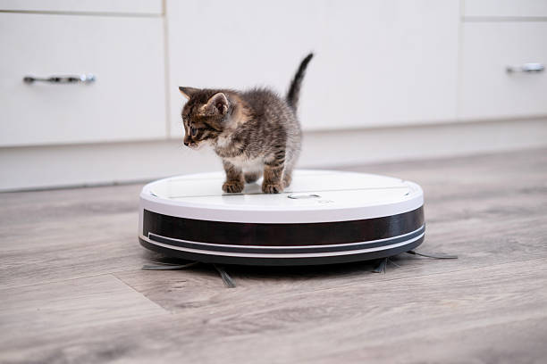istock Little kitten rides on a vacuum cleaner 2209148804