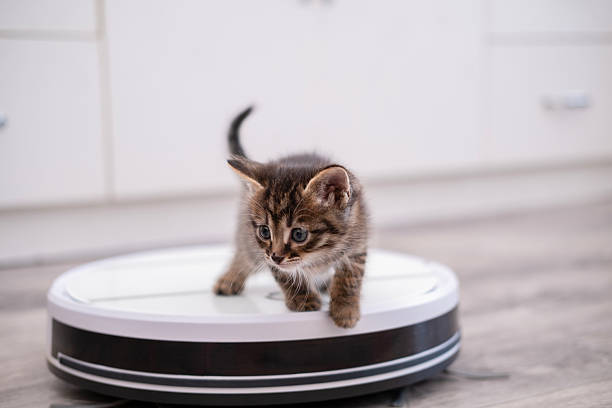 istock Little kitten rides on a vacuum cleaner 2209148806