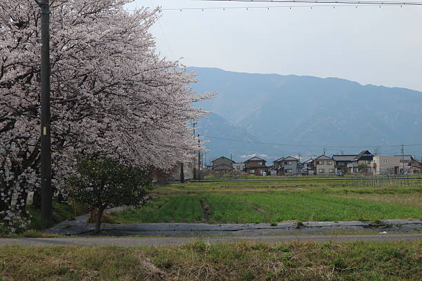 istock Cherry Blossoms and Seasonal Colors 2209149539