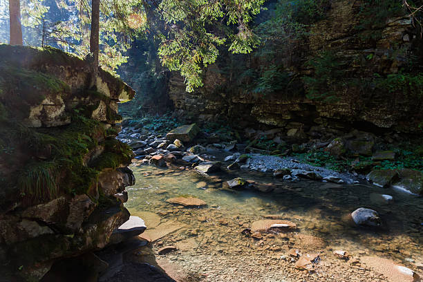 Section of small mountain river leaking in the canyon-like valley with steep rocky banks overgrown with spruces at autumn day backlit