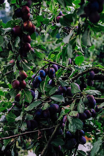 istock juicy ripe plums on a tree in cloudy weather 2209149936