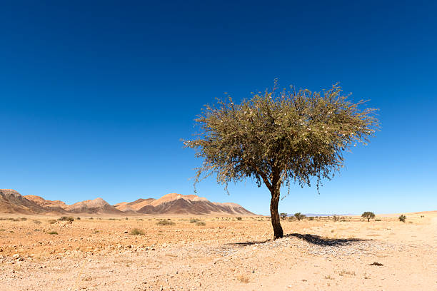 Single acacia tree in Namibian desert. Mountains and dry savanna with clear blue sky on background. Namibia, Africa