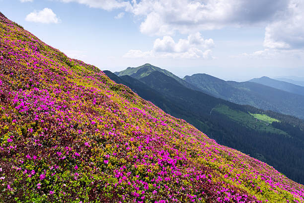 istock Pink rhododendron flowers in full bloom 2209150536