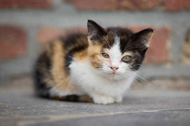 istock Calico kitten with vibrant coat sitting on paved surface against brick wall 2209150538