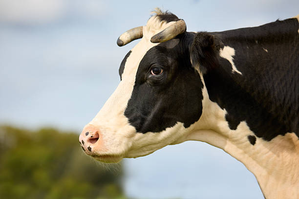 Black-and-white cow with horns in blurry rural setting