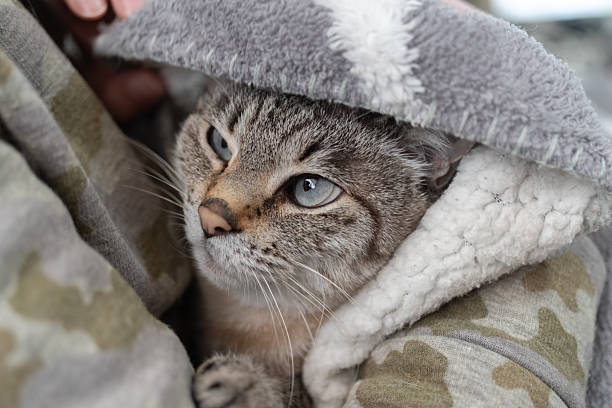 istock Owner hugging his cute cat 2209150860