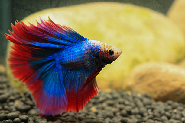 istock Betta, aqua blue and red color. Siamese fighting fish on dark background. 2209150922