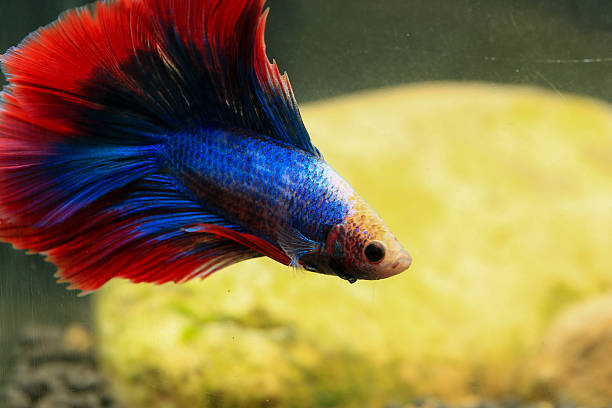 istock Betta, aqua blue and red color. Siamese fighting fish on dark background. 2209150977