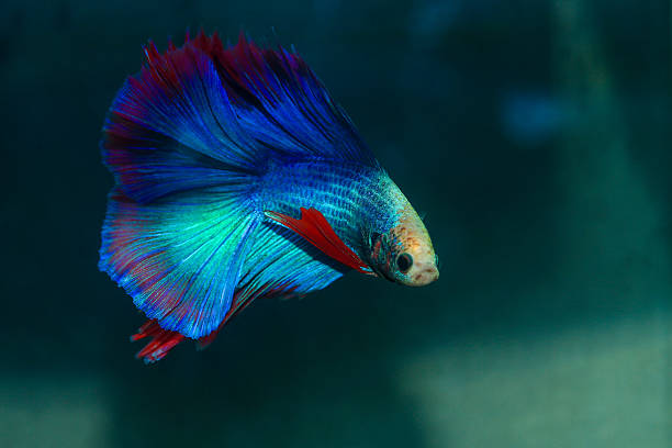 istock Betta, aqua blue and red color. Siamese fighting fish on dark background. 2209151500