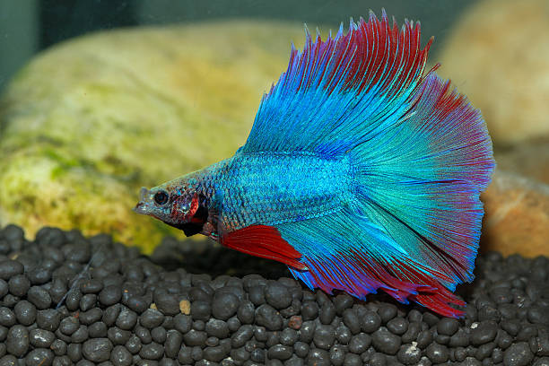 istock Betta, aqua blue and red color. Siamese fighting fish on dark background. 2209151501