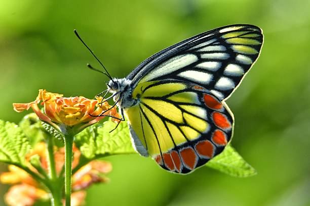 istock Common jezebel butterfly sitting on wild flower 2209151528