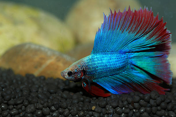 istock Betta, aqua blue and red color. Siamese fighting fish on dark background. 2209151559