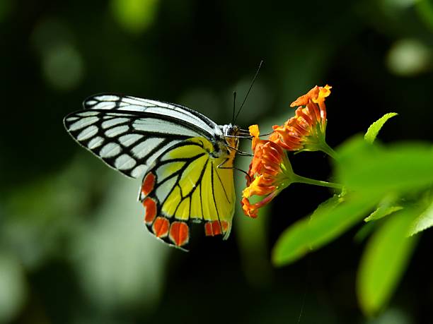 istock Common jezebel butterfly sitting on wild flower 2209151660