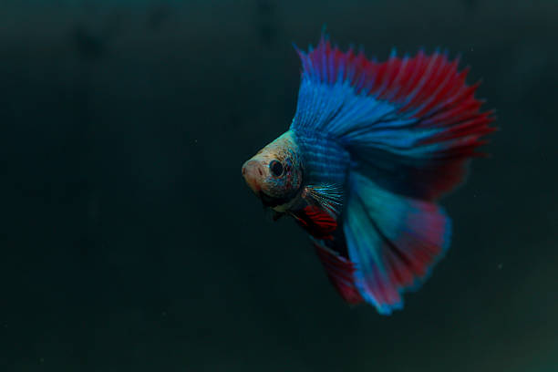 istock Betta, aqua blue and red color. Siamese fighting fish on dark background. 2209151794