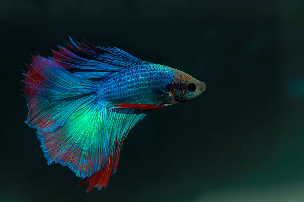 istock Betta, aqua blue and red color. Siamese fighting fish on dark background. 2209151797
