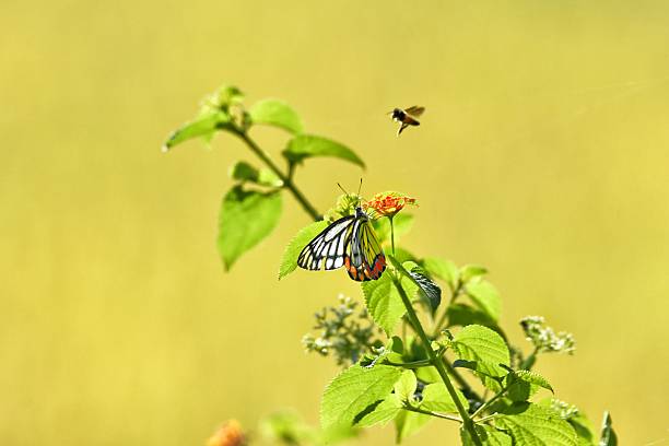 Colourful photo of common jezebel butterfly sitting on wild flower