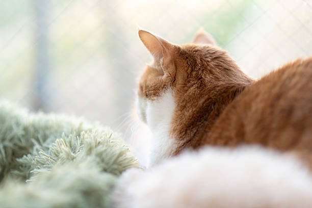 istock A cute cat relaxing in its favorite place 2209151922