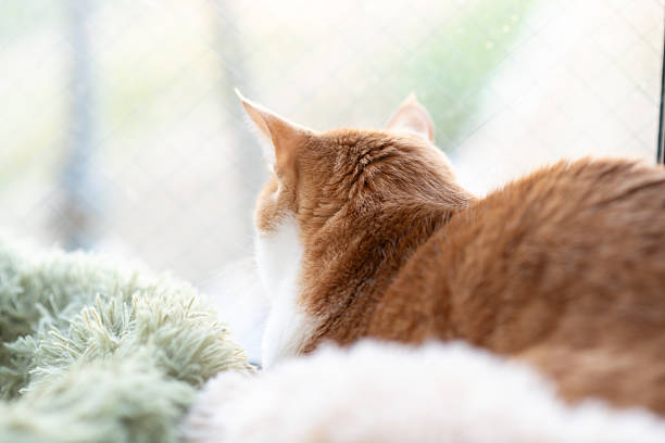 istock A cute cat relaxing in its favorite place 2209151941
