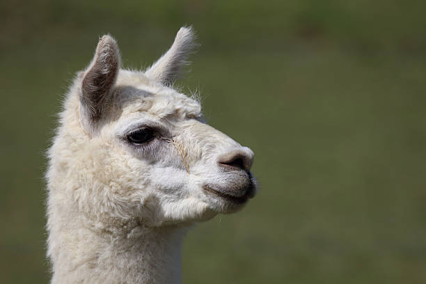 istock Alpaka / Alpaca / Vikugna pacos 2209151955