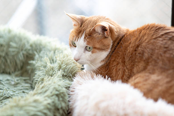 istock A cute cat relaxing in its favorite place 2209152021
