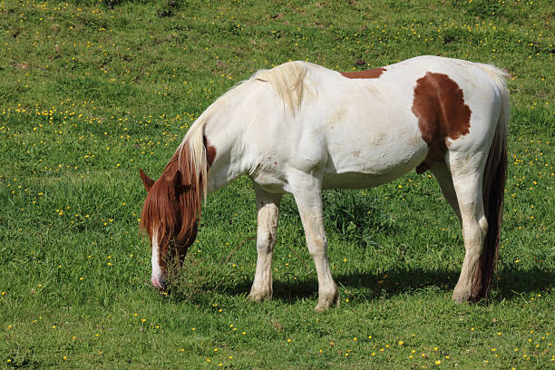 istock Pferd / Horse / Equus caballus 2209152022