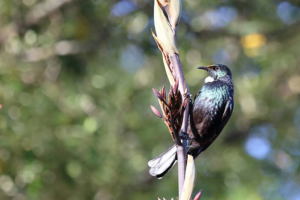 istock Tui / Tui / Prosthemadera novaeseelandiae 2209152060