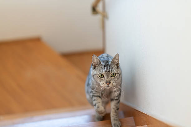 istock cute cat going up the stairs 2209152065