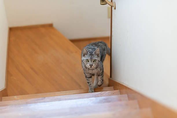 istock cute cat going up the stairs 2209152075