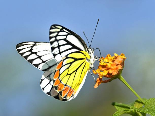 istock Common jezebel butterfly sitting on wild flower 2209152094