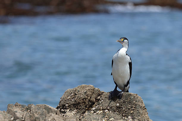 istock Elsterscharbe / Australian pied cormorant / Phalacrocorax varius 2209152334