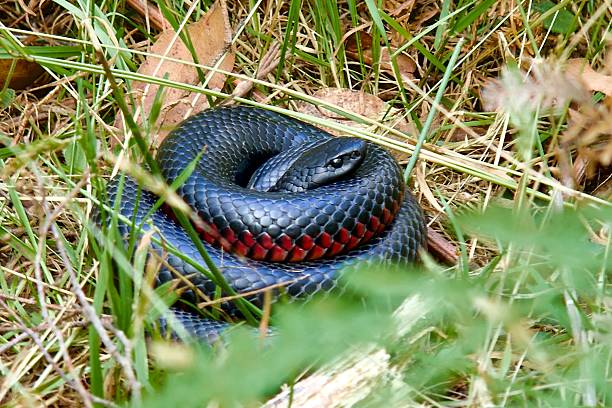 istock Red-bellied black snake curled up in the grass 2209153991