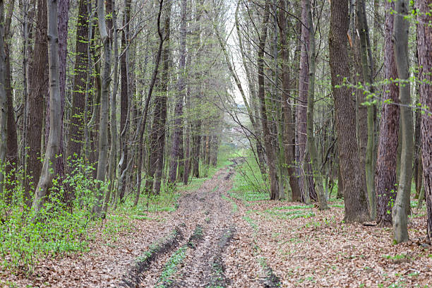 Spring forest road with wheel tracks running between tall trees with the first green leaves in Ukraine. The ground is covered with fallen brown leaves, through which young green grass and shoots sprout.