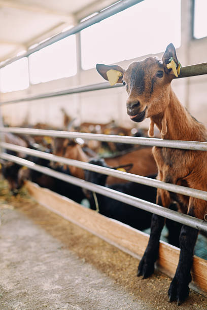 istock Brown goat peeks out from behind a fence and bleats while standing on its hind legs 2209154479