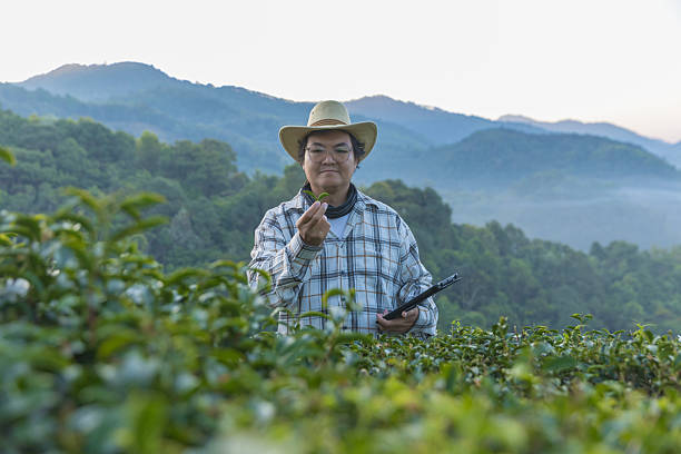 istock Farmer inspects tea fields. Smart farming and digital farming in Green tea industry. Agricultural researchers monitor the quality of tea leaves in plantation. Farmer Tea Plantation checking quality 2209155165