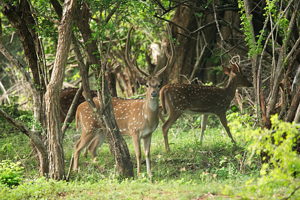istock Wild Spotted deer in Yala National park, Sri Lanka 2209155259
