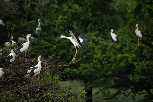 istock A beautiful Asian openbill (Anastomus oscitans) bird in flight over greenery 2209156025