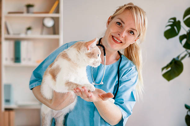 istock Cat at the veterinary check-up 2209156688