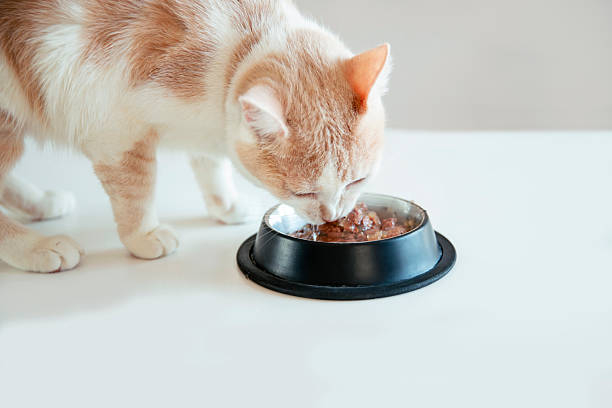 istock Cat consuming fresh wet food 2209156707