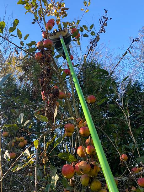 istock Harvesting El Star apples with a fruit picker. 2209159642