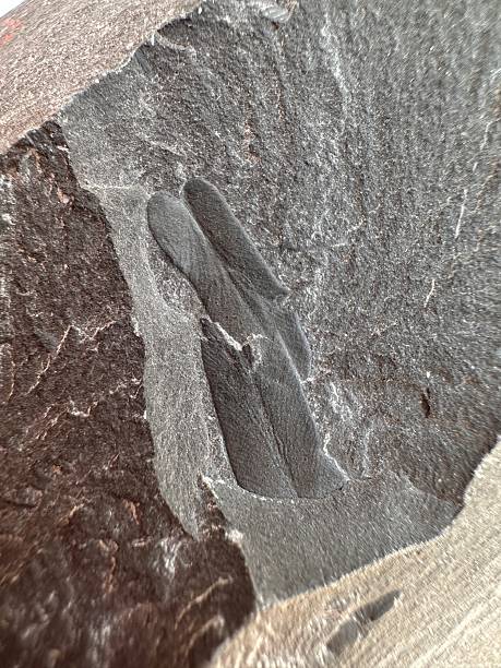 istock Fossilized fern leaf imprint in dark sedimentary rock 2209160673
